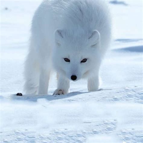 Where Does The Arctic Fox Live In The World And More Arctic Fox Facts