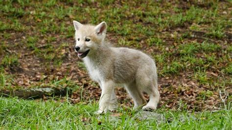 Wolf Puppies For Sale In Uk 59 Used Wolf Puppies