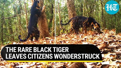 Rare Black Tiger Seen Marking Its Territory In Odisha National Park