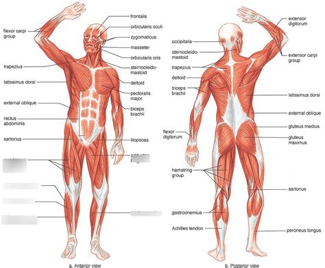 Click on the name of a muscle for a page about that muscle (works for most labels). Diagram Muscular System Anterior View - Aflam-Neeeak