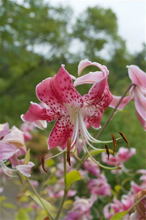Showy Lily Flower Essence Love And Nurturing