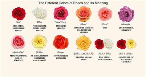 What do all the colors mean? Different Rose Colour with their meaning - Order the Best ...