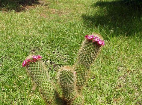 10 Incomparable Cactus Flower Desktop Wallpaper You Can Get It Without