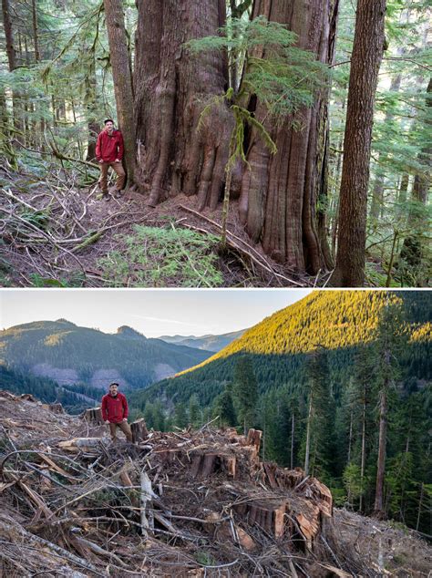 Photos Reveal Scope Of Old Growth Forest Logging In Bc The Narwhal