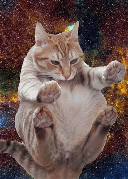 Cats Space Cat Funny Gifs Animated Floating