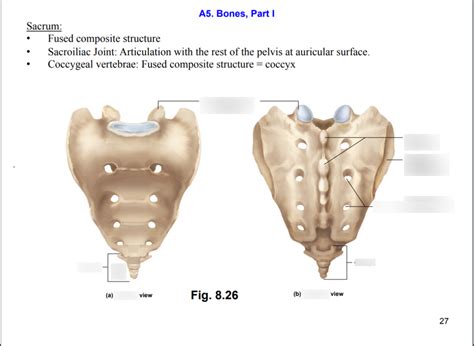 Sacrumcoccygeal Vertebrae Diagram Quizlet