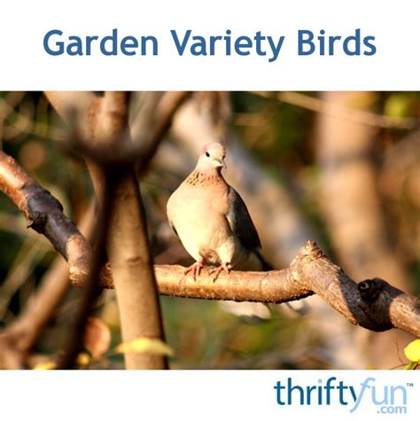 Garden Variety Birds Thriftyfun