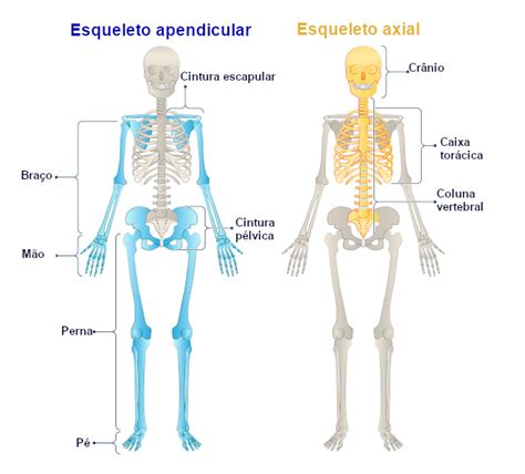 Sistema Esquelético Funções E Tipos De Ossos Escola Kids