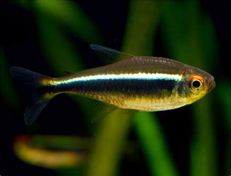 Cardinal Or Neon Tetra R Aquariums