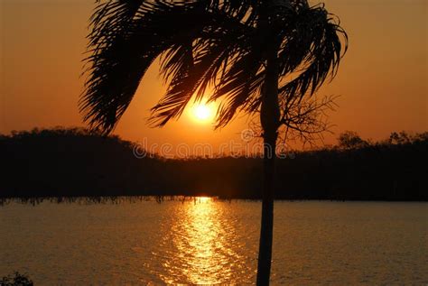 Palm Tree Sunset Over A Lake Stock Photo Image Of Scenic Territory