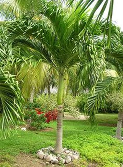 How To Buy A Palm Tree It May Seem Simple Enough But There Are A