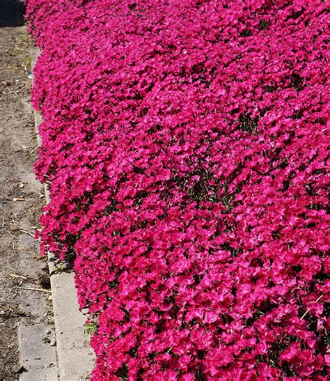 Erstklassige auswahl an bodendecker in ihrem hagebaumarkt online shop. Bodendecker-Nelke Vivid®: Top-Stauden | BALDUR-Garten