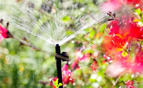 Wait you are wondering how you will install the poly irrigation line? Do It Yourself Irrigation - Burke's Backyard