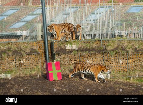 Zsl London Zoo Uk 4th February 2015 One Year Old Sumatran Tiger