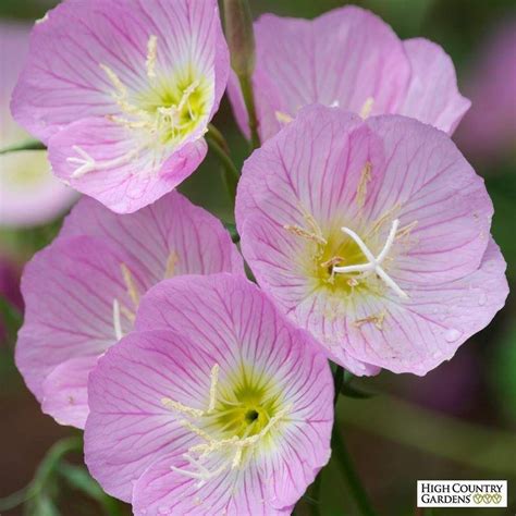 Showy Pink Evening Primrose Primrose Plant Pink Perennials Night