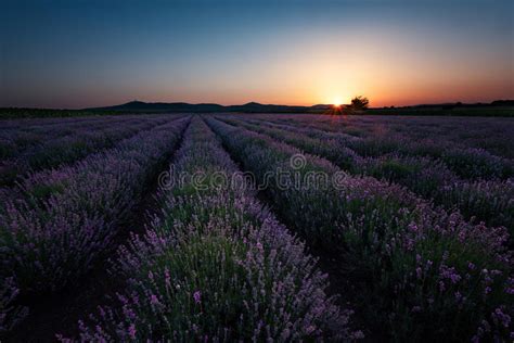 Sunrise At Lavender Field Near The Town Of Burgas Bulgaria Stock Image