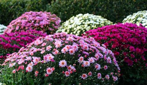 How To Grow Chrysanthemums From Seed To Harvest Planting And Care