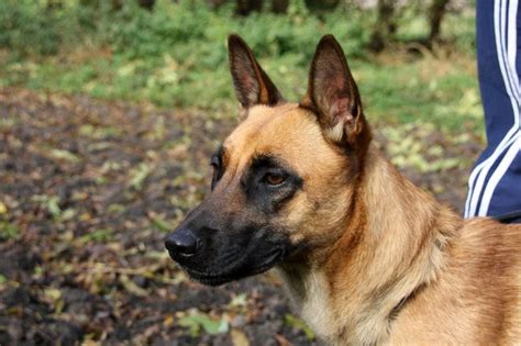 13 K9 Police Dog Breeds Pups Who Sniff Serve And Protect