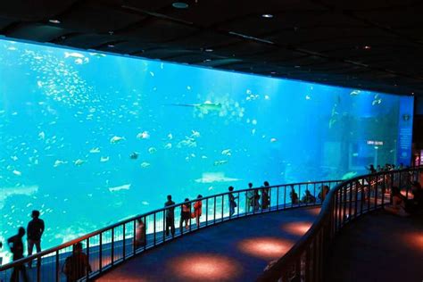 Duke World Sea Aquarium The Worlds Largest Aquarium Sentosa Singapore