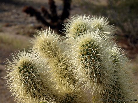 In the lush, tropical regions of mexico, south america and cactus take advantage of the lightest rainfall by having roots close to the soil surface. Spines: Joshua Tree Spines