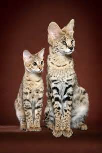 Quarantine will accumulate her to the sounds of her new home savannahs do very well on a high quality dry cat food supplemented with canned wet food and some raw (or cooked) meat. Savannah cat and serval! | Gatos bonitos, Animales ...