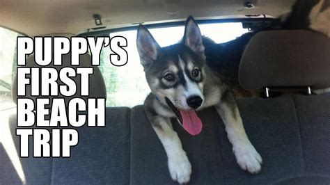However, this is an intelligent breed that has an independent streak. Husky Puppy's First Beach Trip With Best Friend - YouTube