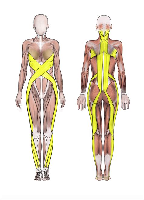 Spiral Lineashley Black Guru Fascia Tool Fasciablaster Human Body Anatomy Muscle Anatomy Hand