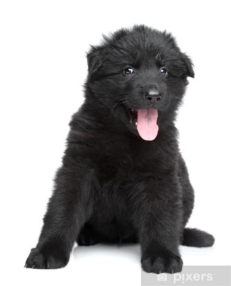 Schwarzer schaeferhund welpen in der rubrik tiermarkt. Aufkleber Schwarzer Schäferhund Welpen auf weißem ...