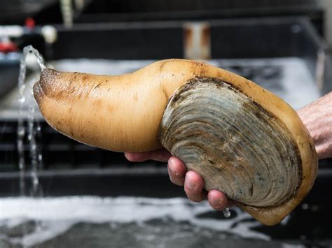 All About Geoduck The Life Of A Delicious Oversized