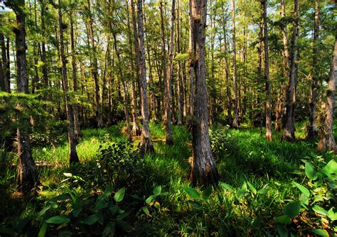 Free Photo Deep Woods Cypress Florida Forest Free Download Jooinn