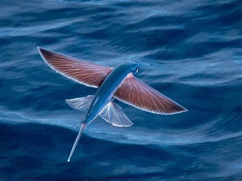 Find Out The Story Of Flying Fish That Will Astound You To The Core