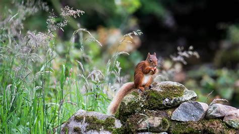 Squirrel Is Sitting On Stone With Moss In Shallow Background Hd