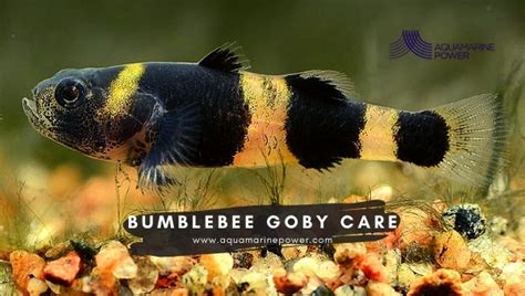 Bumblebee Goby Best Care Guide Size Tank Food And All 2023