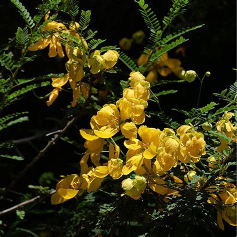 Fantastis 19 Gambar Bunga Akasia Kuning Gambar Bunga Indah