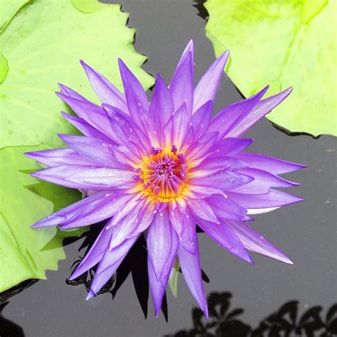 Purple Day Blooming Water Lily Amid Beautiful Green Lily Pads Stock