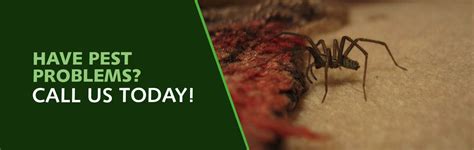 They use the most advanced and effective termite defense products to help prevent problems and damage over the long. Termites Hardwood: Termite Control Memphis Tn