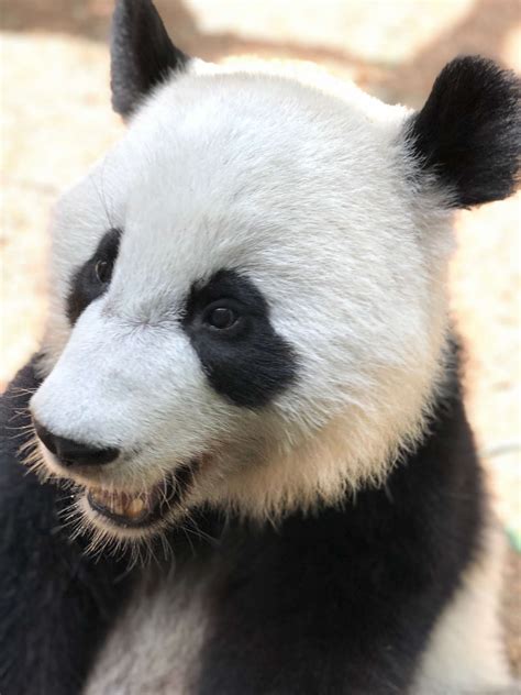 Panda Updates Friday September 27 Zoo Atlanta