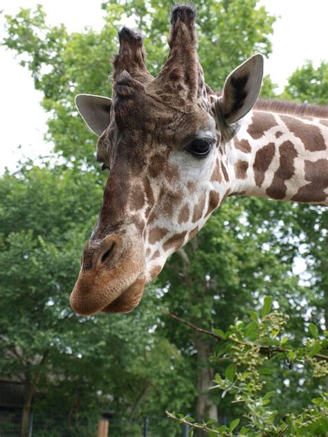 Giraffe Animal Zoo Free Photo On Pixabay Pixabay
