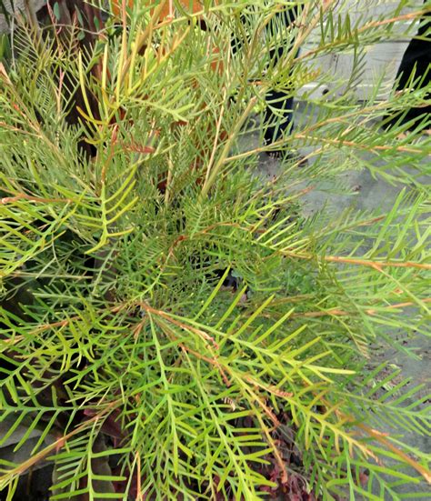 Grevillea 'red hooks is a grevillea cultivar from australia. danger garden: Farwest, 2012