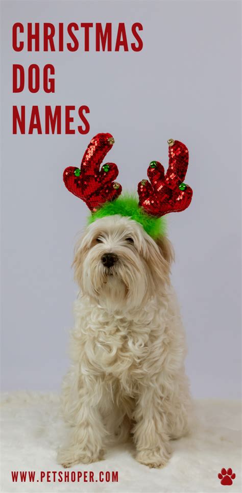 Christmas Dog Names 101 Top Ideas With Video Petshoper