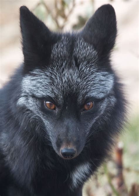 Black Fox | Animals, Pet fox, Animals beautiful