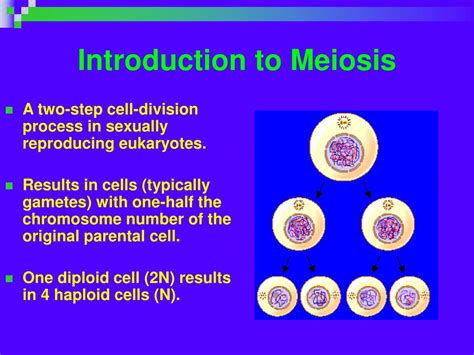 Ppt Meiosis Formation Of Gametes Powerpoint Presentation Free
