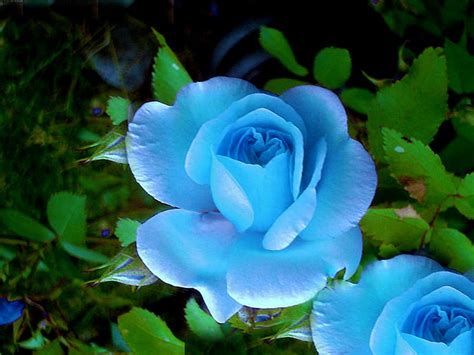 1920x1080px 1080p Free Download Blue Roses Nature Flowers Roses