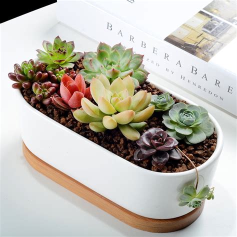 White Oval 68 Ceramic Succulent Planter Pot With Bamboo Saucer
