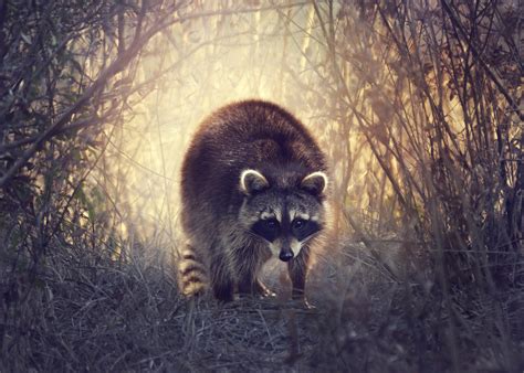Raccoons Animals Wallpapers Wallpapers Hd Desktop And Mobile