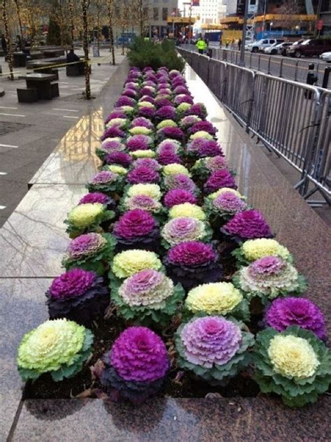 The sky's the limit with outdoor plants—you can let them get as big and tall as you want, as long as as the season changes and fall approaches, your plants will get less and less sunlight throughout the. Impressive Ornamental Cabbage Decorations To Beautify Your ...
