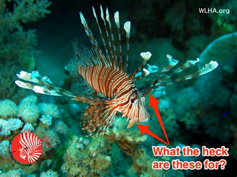 7 Interesting Facts About Invasive Lionfish You Might Not Know Yet