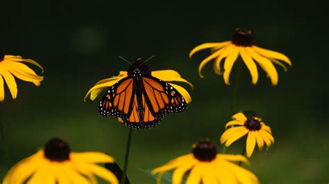 Download Wallpaper 3840x2160 Monarch Butterfly Flowers Macro Yellow
