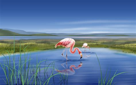 Flamingos wallpapers | Flamingos stock photos