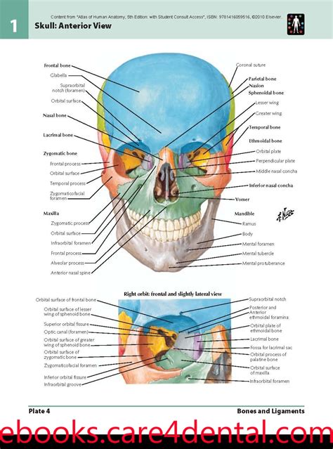 Atlas De Anatomia Humana Frank H Netter Pdf